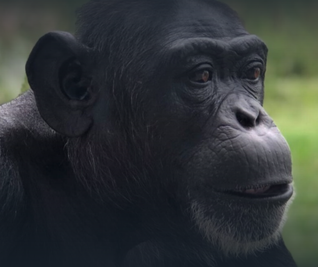 Благотворительные проекты на NFT токенах: 224 шимпанзе